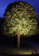 STAR Trading LED-PAR38 Reflektorlampe 2700K 15W 1100lm
