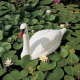 Ubbink Schwan, weiss - H54,5 cm